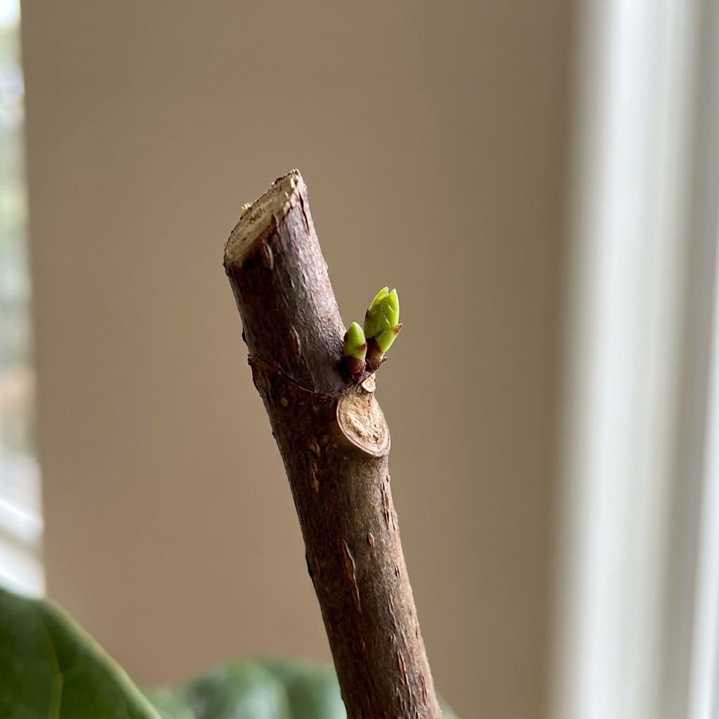 A fiddle leaf fig stem showing small fresh buds forming at a node below a recent pruning cut