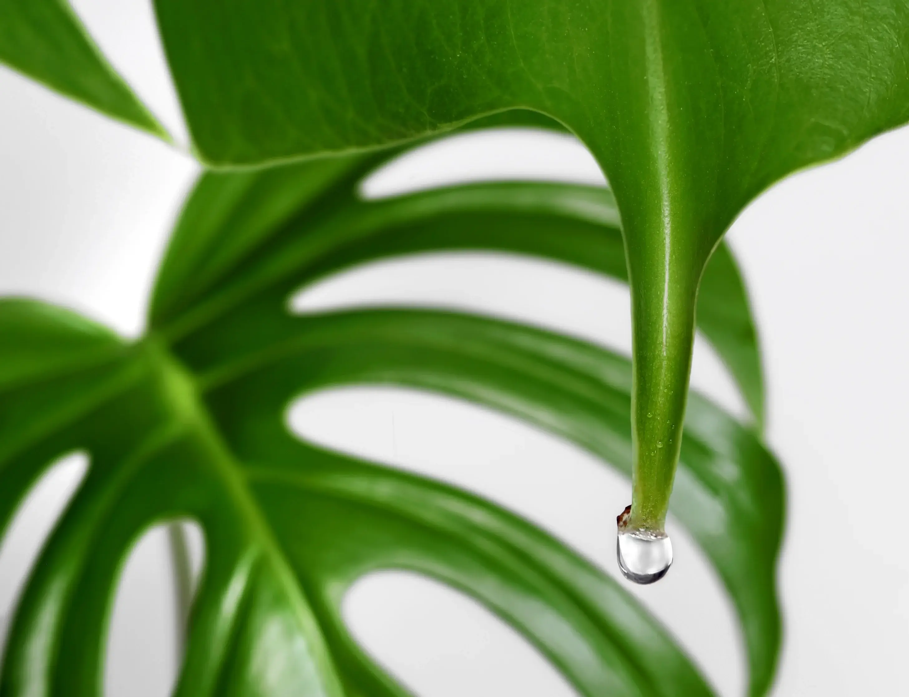 A healthy green houseplant leaf with clear droplets beaded along the pointed tip and edge, sitting on a windowsill in soft morning light