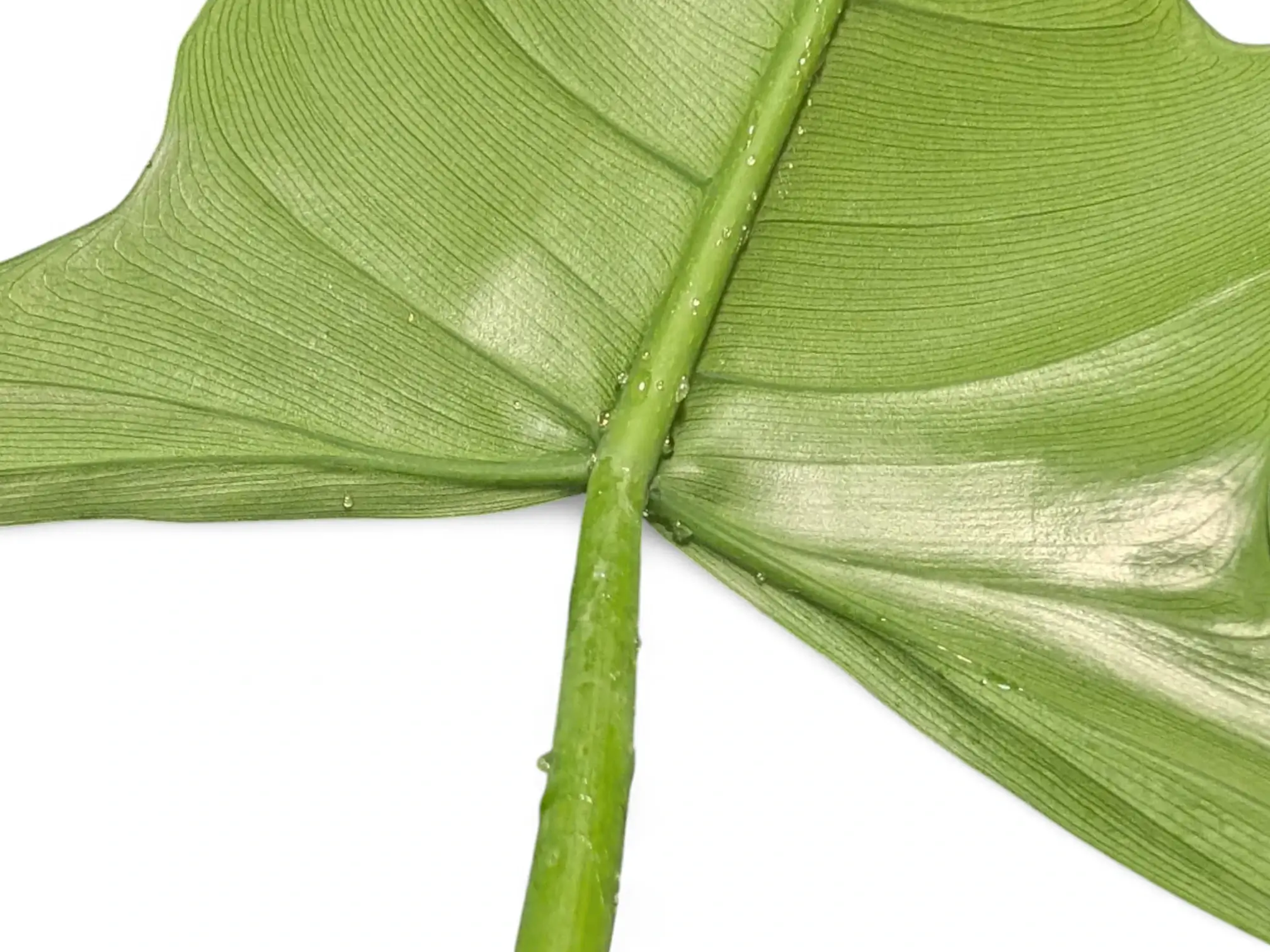 A houseplant stem and leaf base with a few small amber sticky droplets forming at a node, with clean healthy leaves behind it
