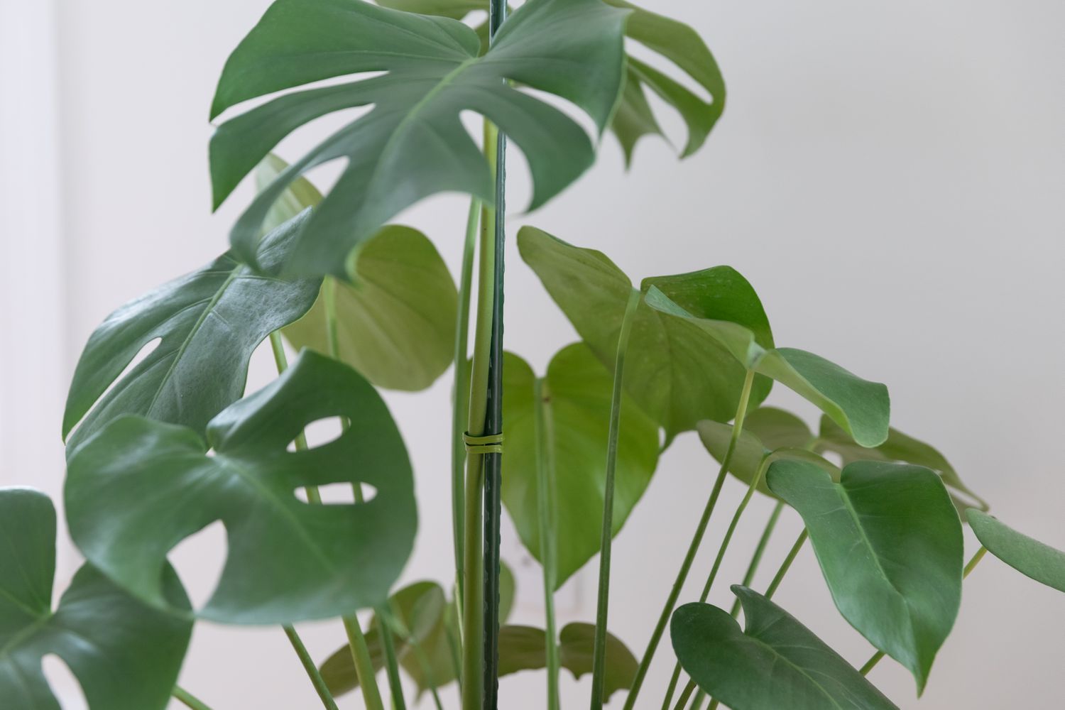A large monstera plant with its leaves gently gathered upright using a soft fabric tie, ready for safe transport