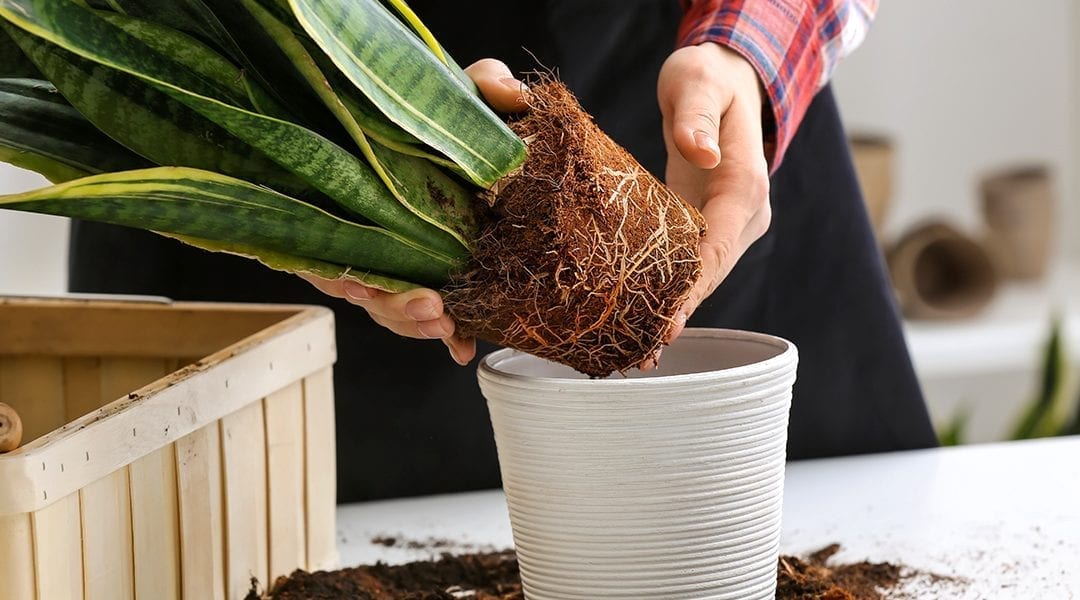A person repotting a healthy green houseplant into a terracotta pot with fresh airy potting mix on a wooden table