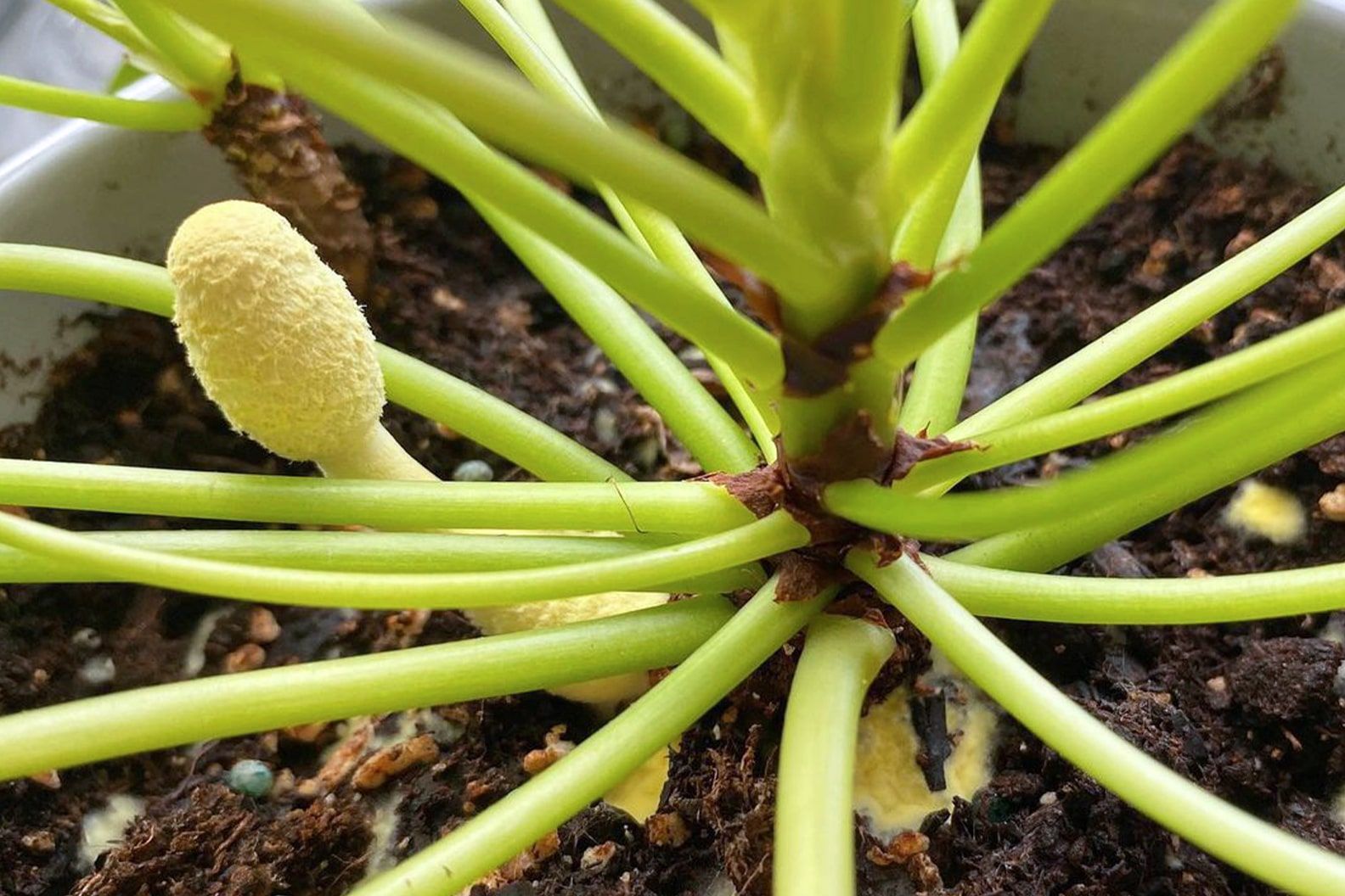 A person wearing gardening gloves gently removing a small mushroom from the surface of potting soil in an indoor plant pot