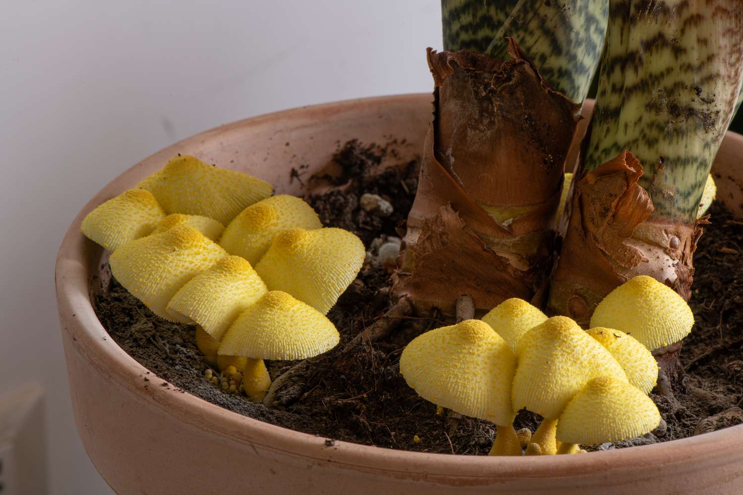 A small cluster of tan mushrooms growing from the surface of potting soil in a white indoor plant pot near a window