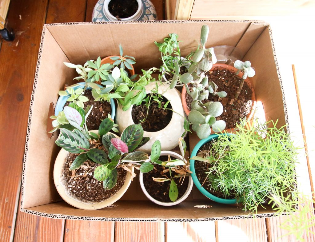 Several houseplants in nursery pots packed snugly in open cardboard boxes on the back seat of a car, with towels and paper used as cushioning, natural daylight