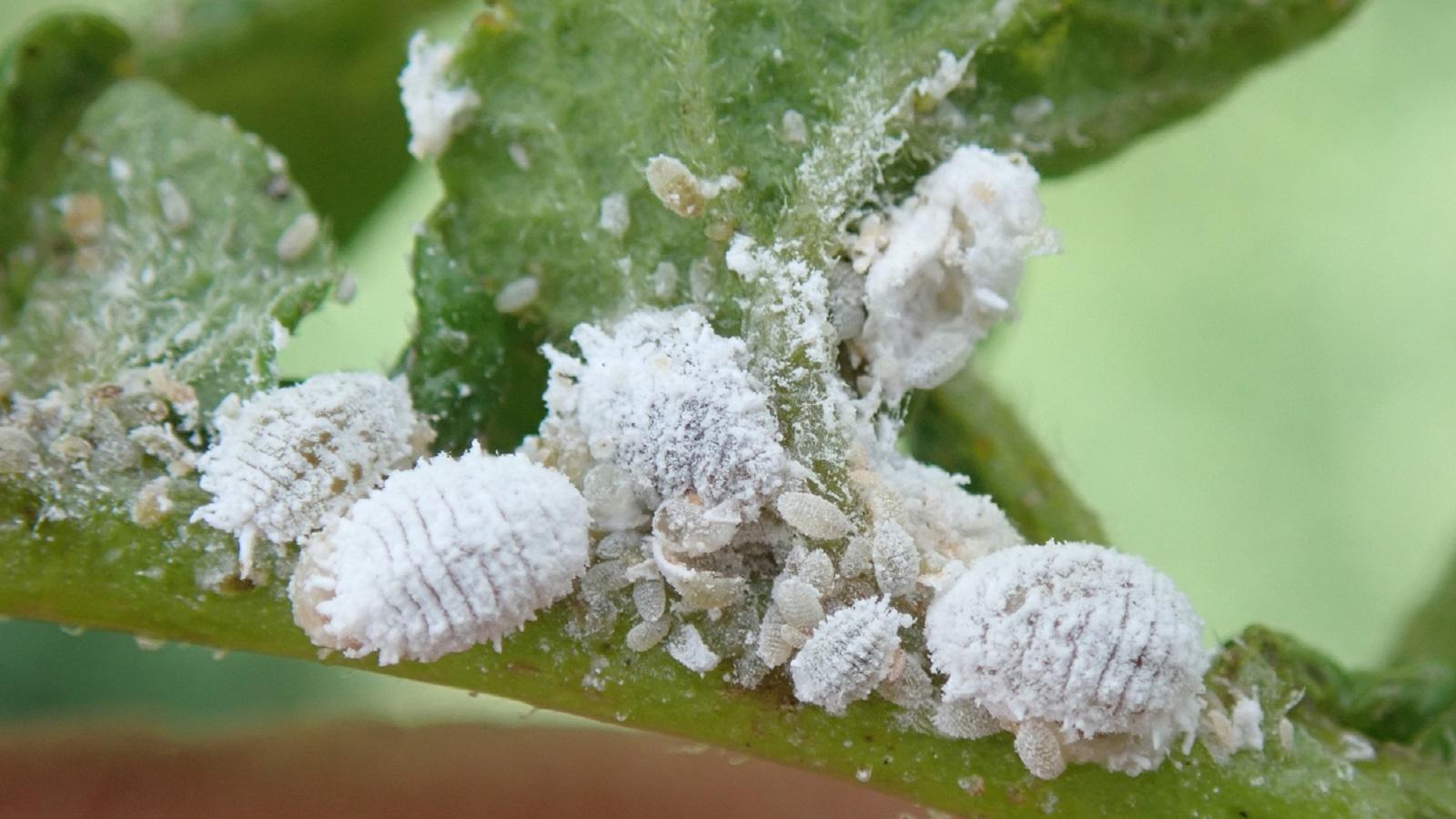 The underside of a houseplant leaf showing small white cottony mealybugs clustered near a leaf vein with shiny sticky residue on the surface